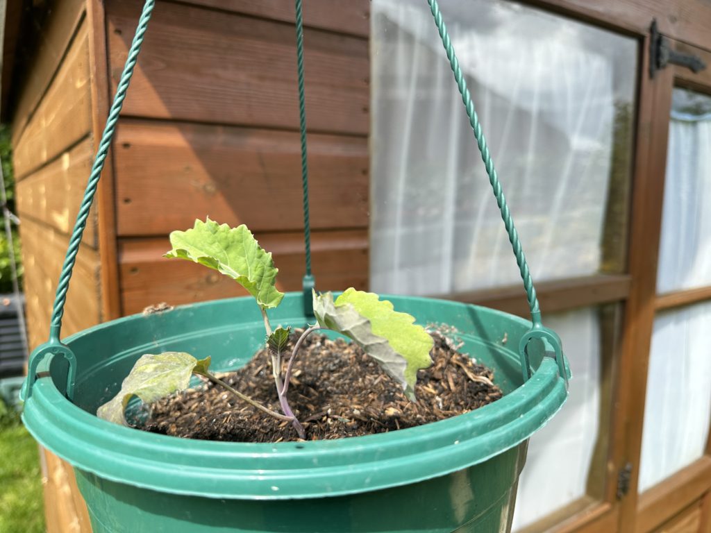 Hanging basket on the shed