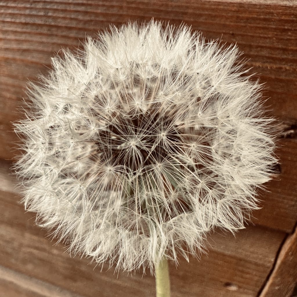 Dandelion 