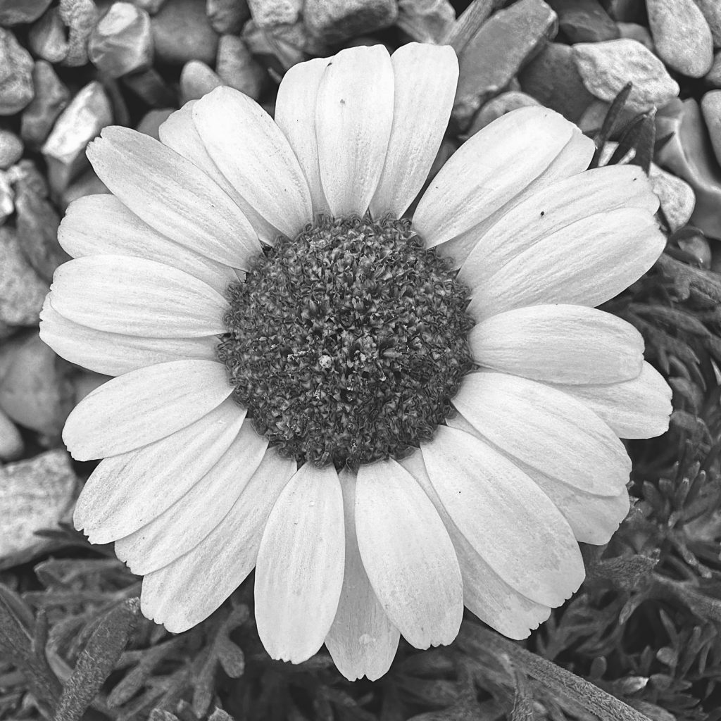 Daisy monochrome 