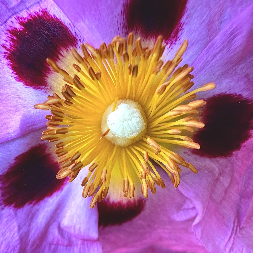 Close-up of a flower