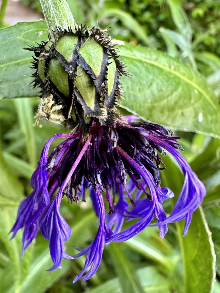 Purple flower seed pod