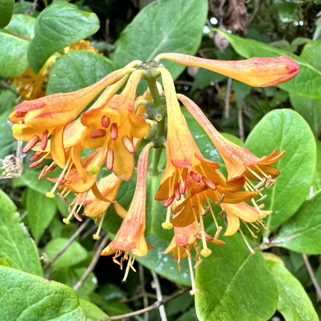 Orange flowers