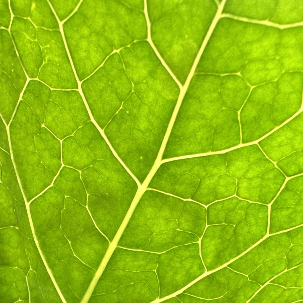 Green leaf