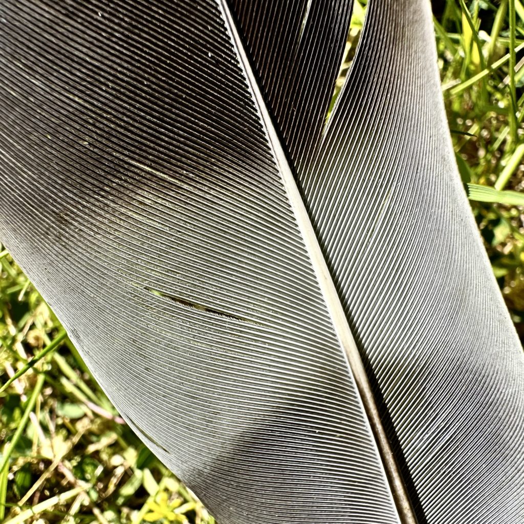 Feather