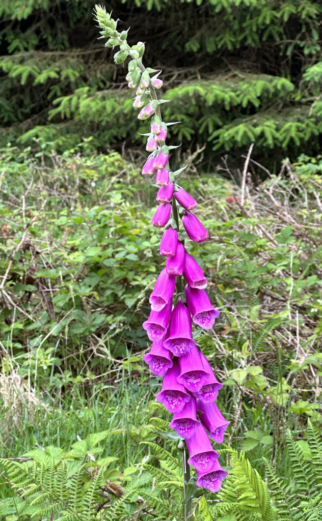 Foxglove