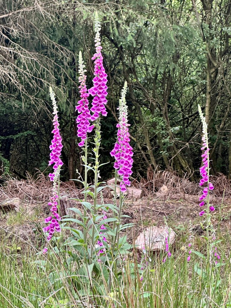 Foxglove