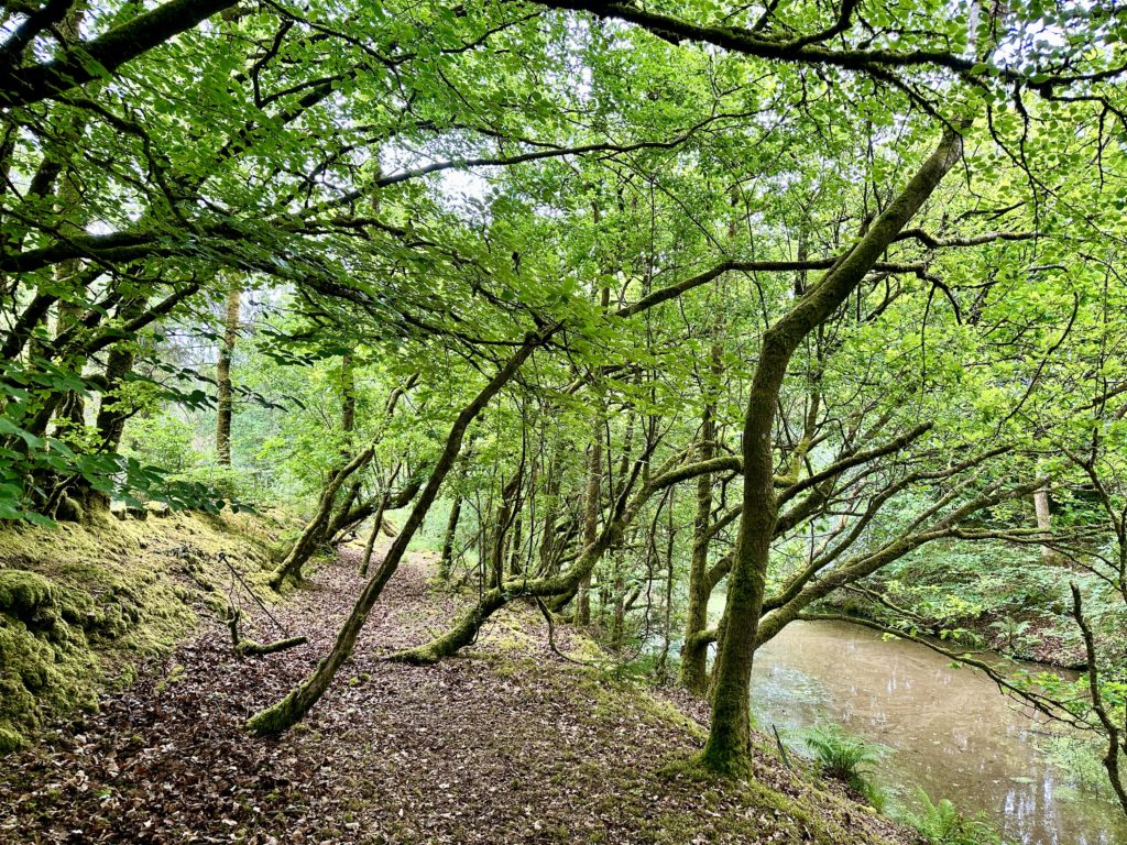 Cookworthy Forest