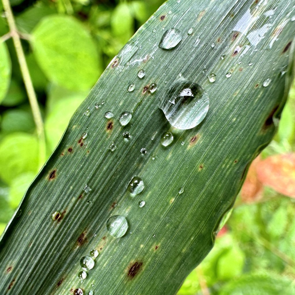 Rain drops on a corn leaf