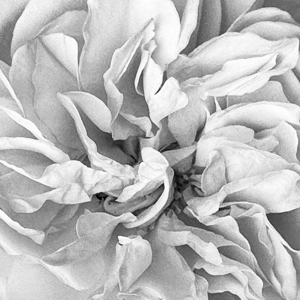 Monochrome rose