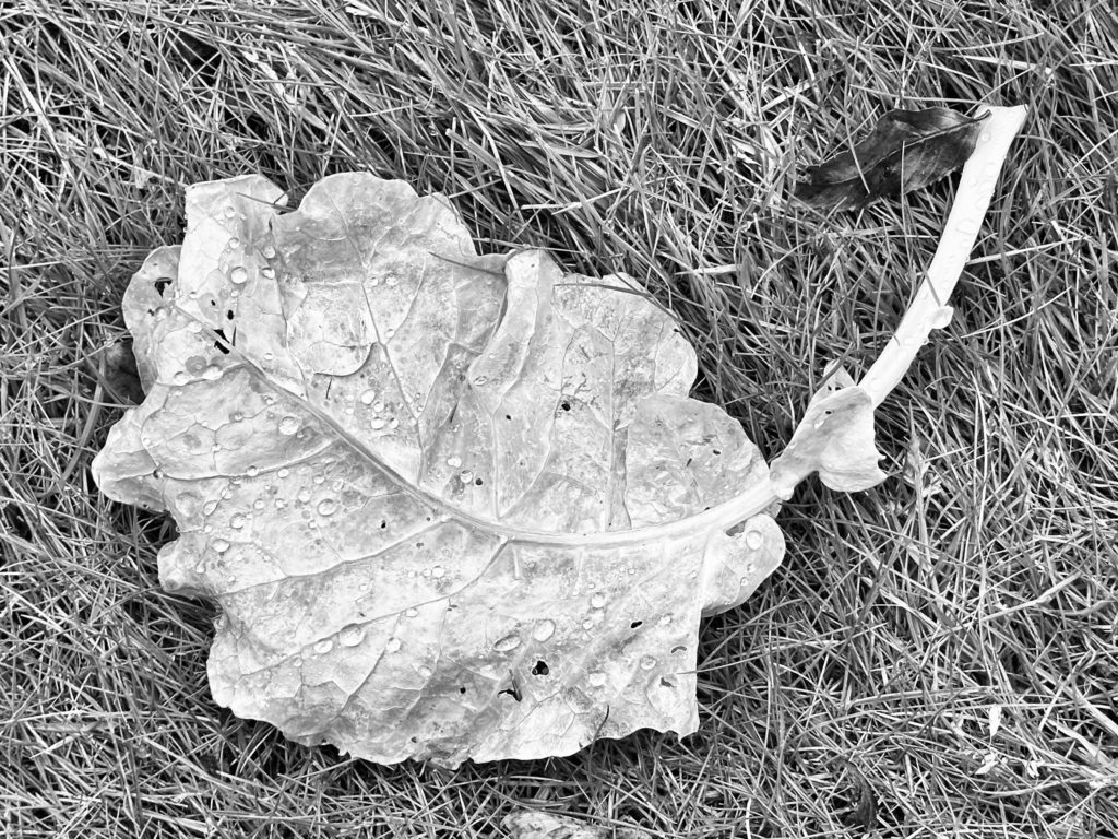 A discarded leaf with rain drops