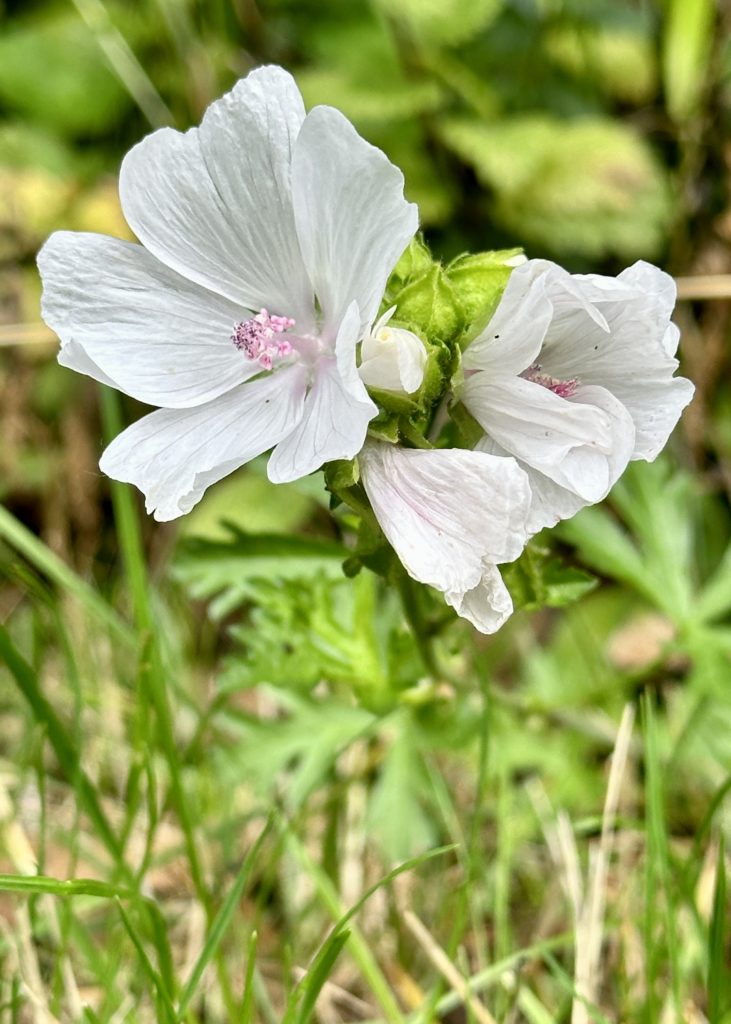 Small white flowers​