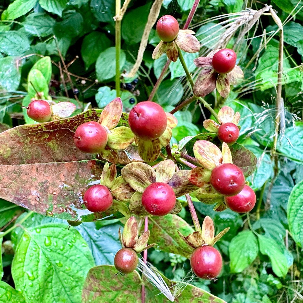 Red berries 