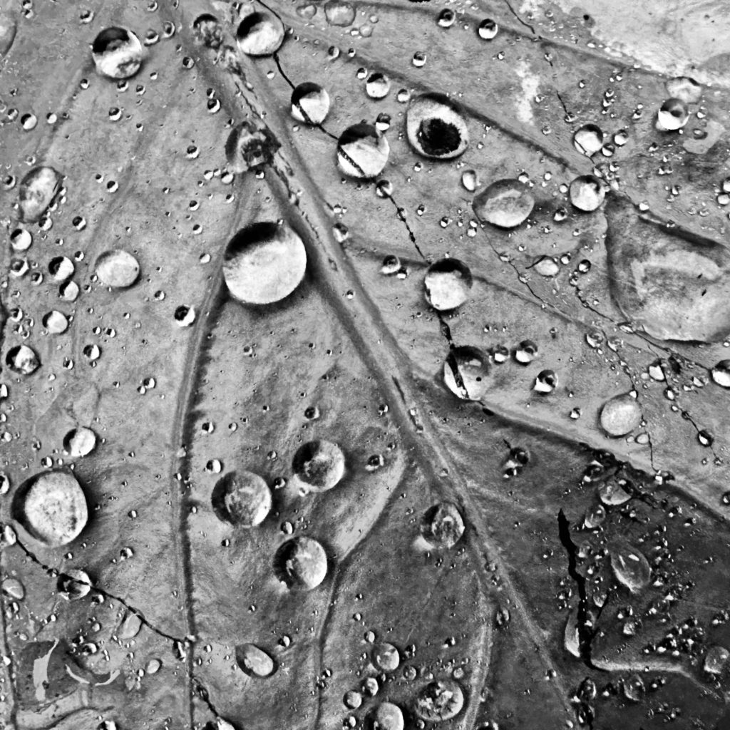 Rain drops on a cabbage leaf