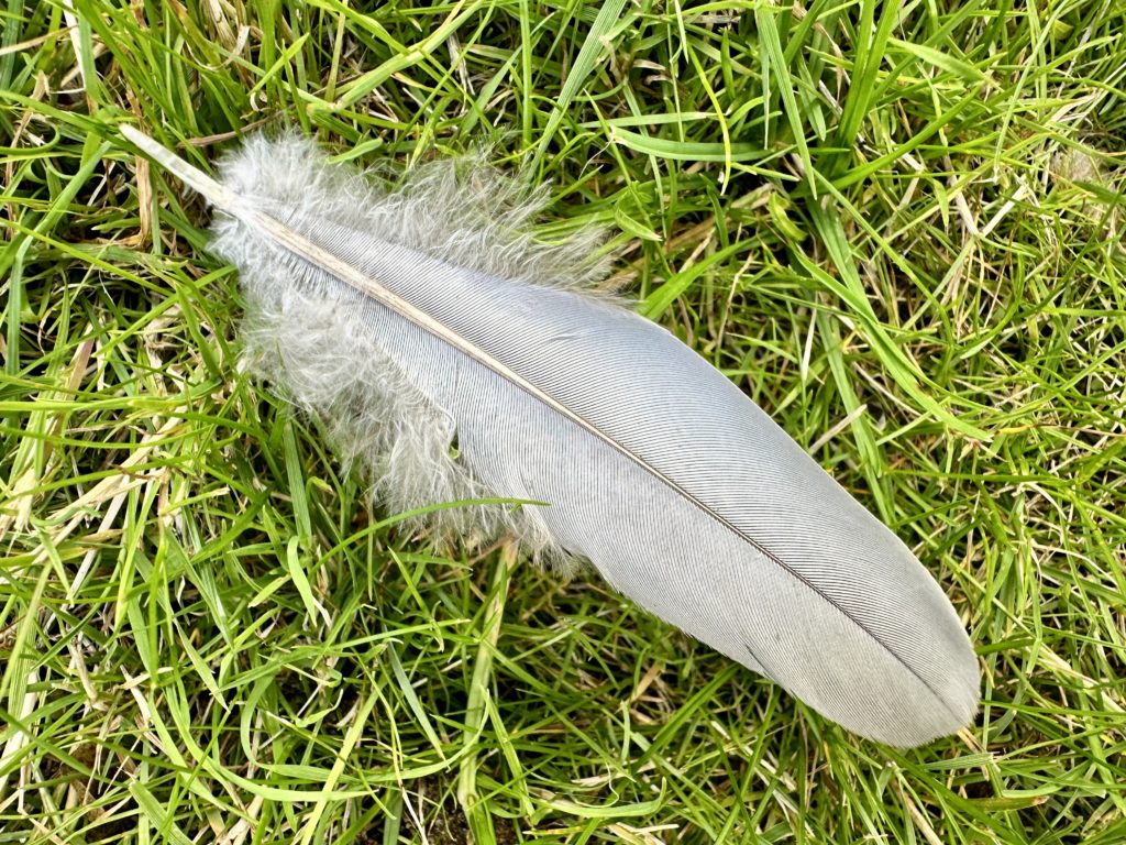 Feather