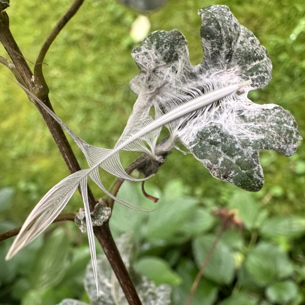 A wet feather caught on a leaf 