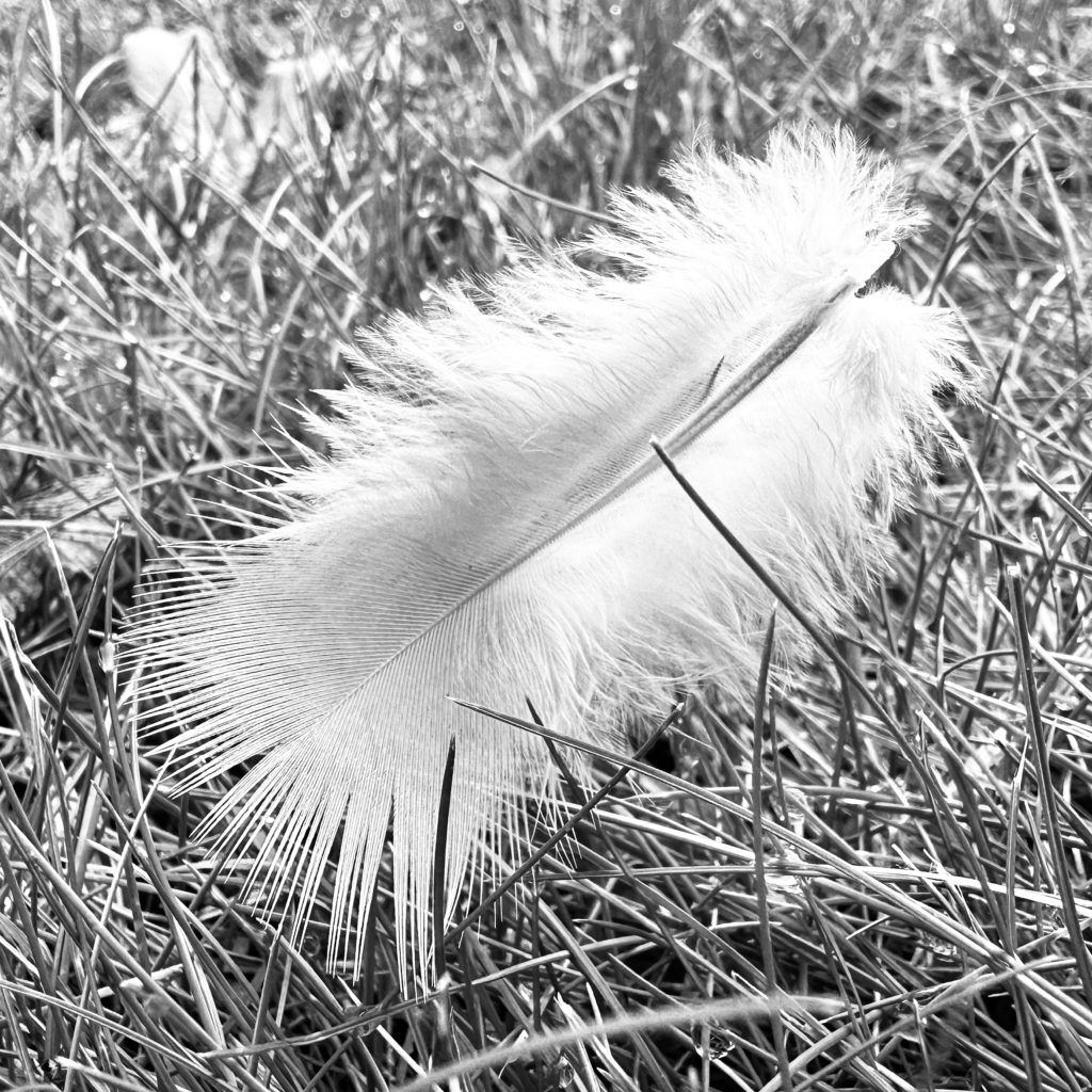 Monochrome feather