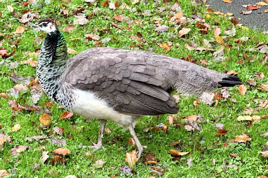 Peahen