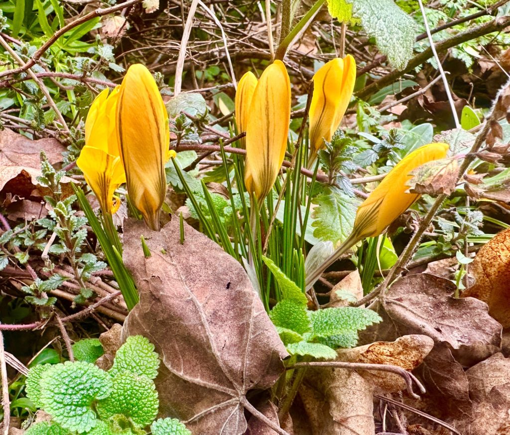 Crocuses 