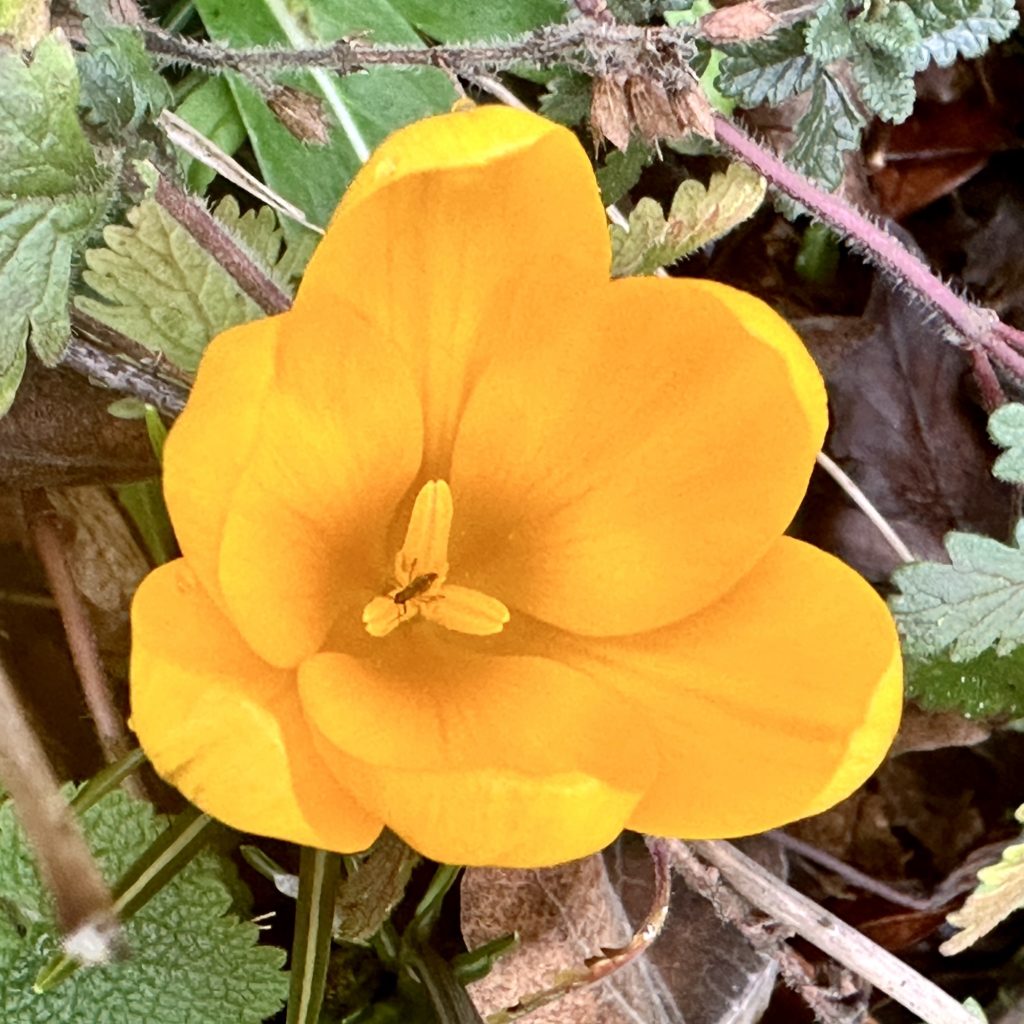 Yellow crocus with a very small bug​