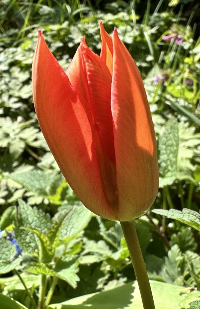 Tulip