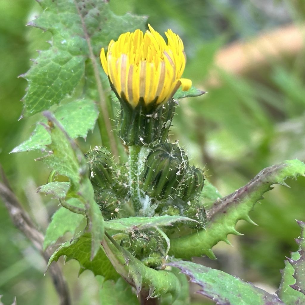 Dandelion