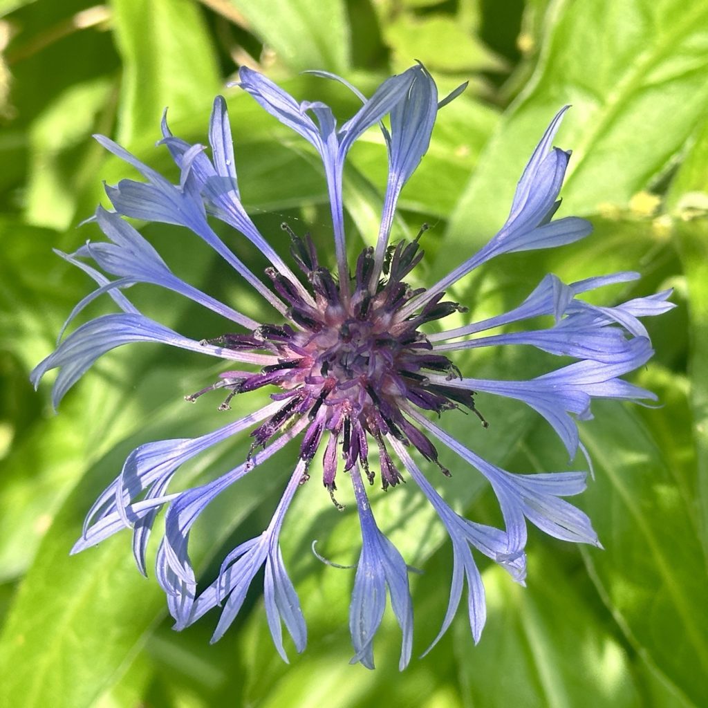 Blue flower