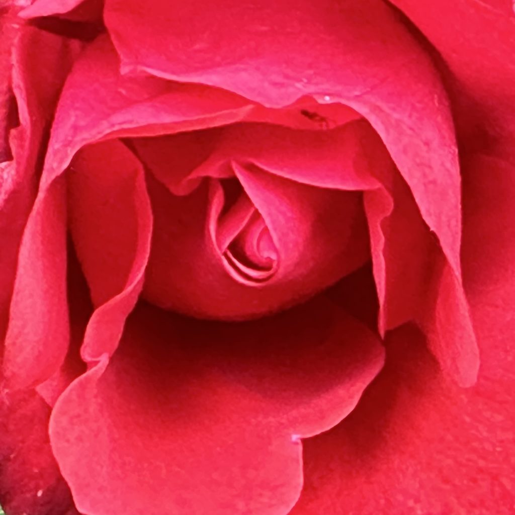 Red rose