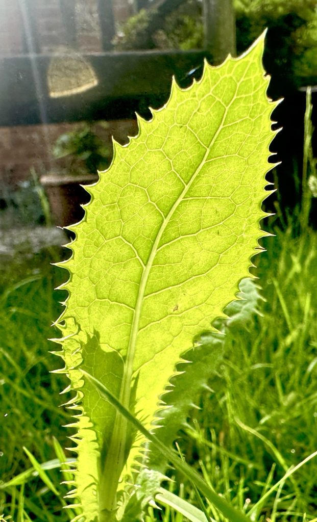 Morning light through a leaf