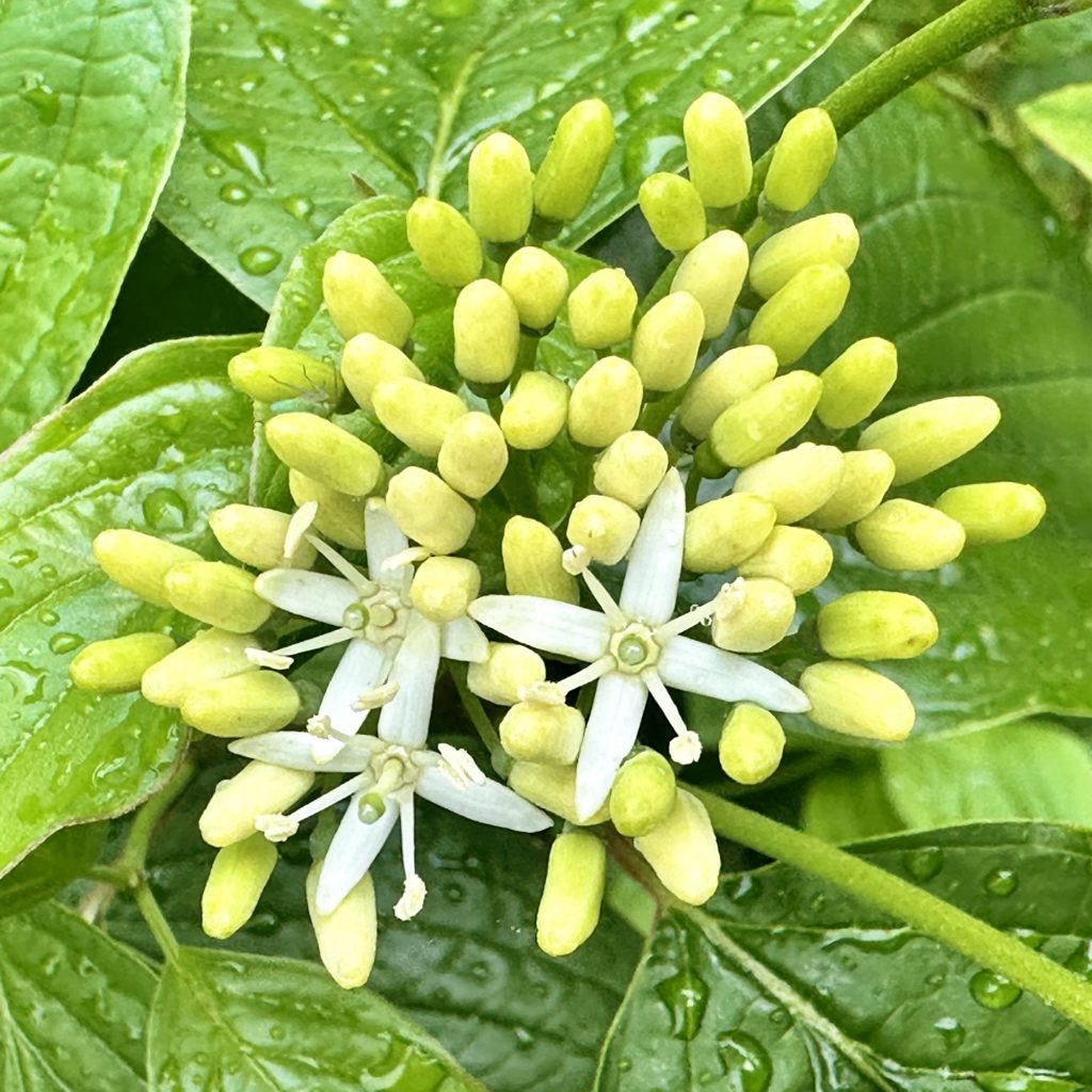 Little white flowers