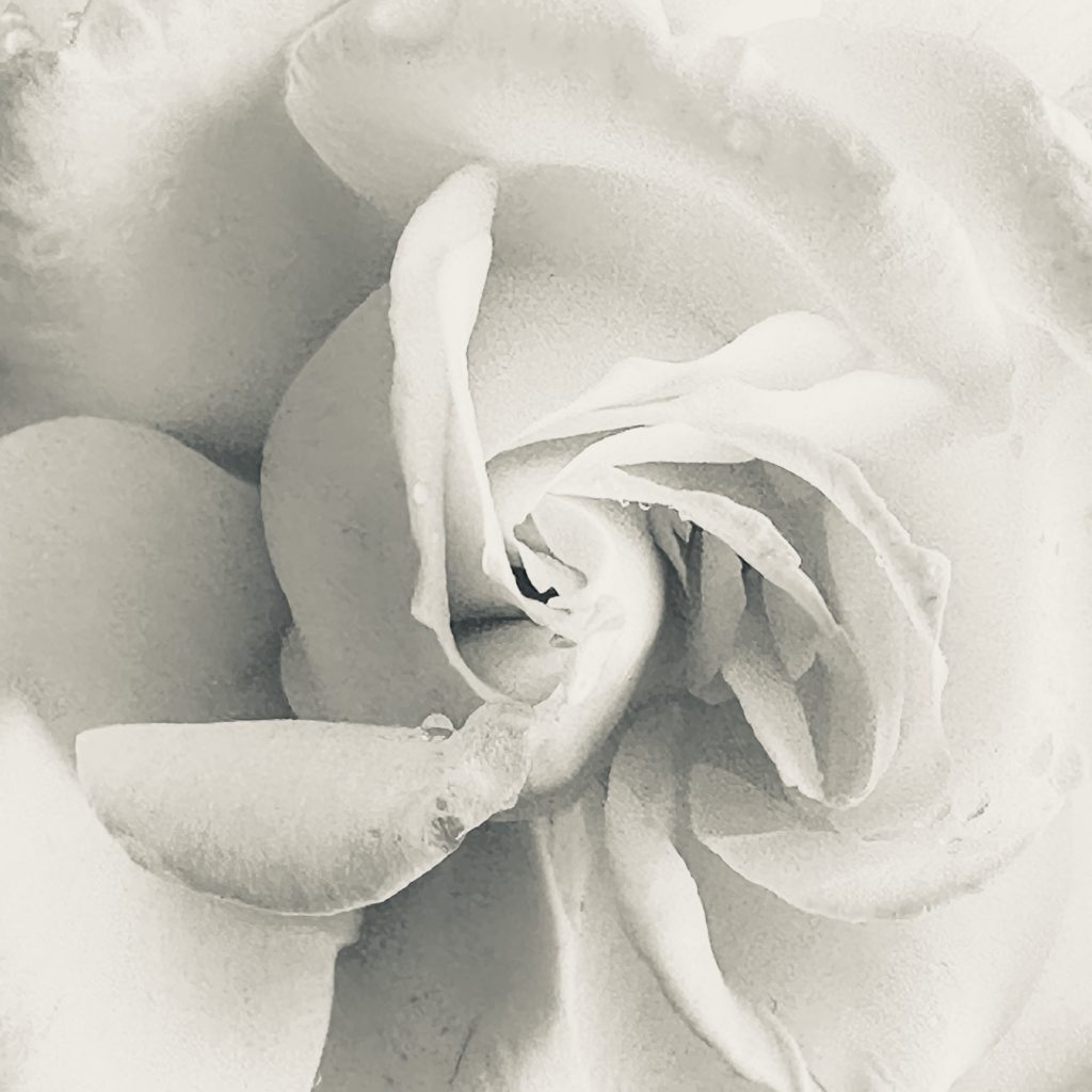 White rose​