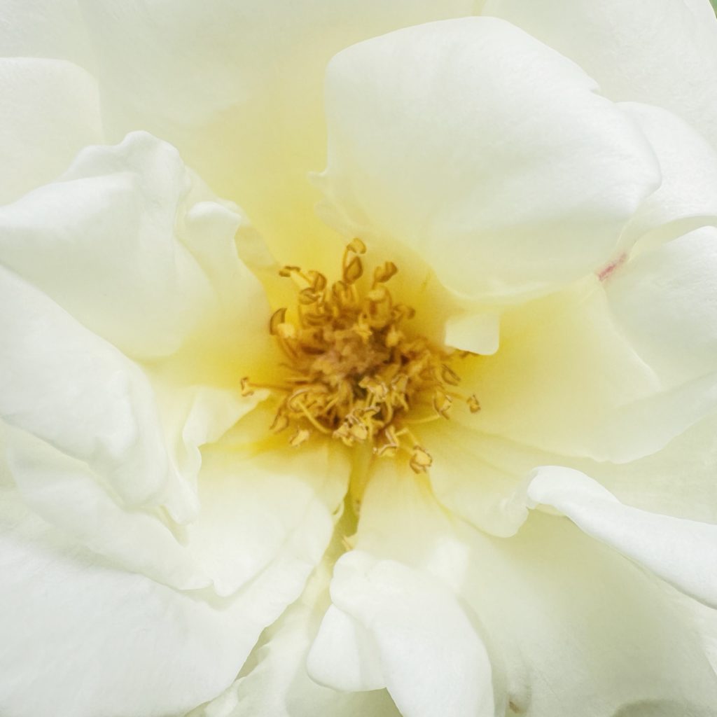 White rose