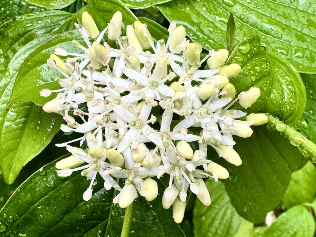 Little white flowers in the rain