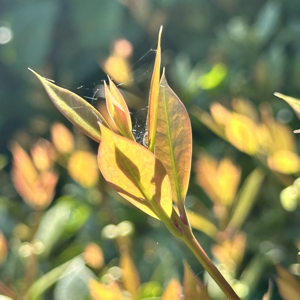 Leaves and shadows in the sun 