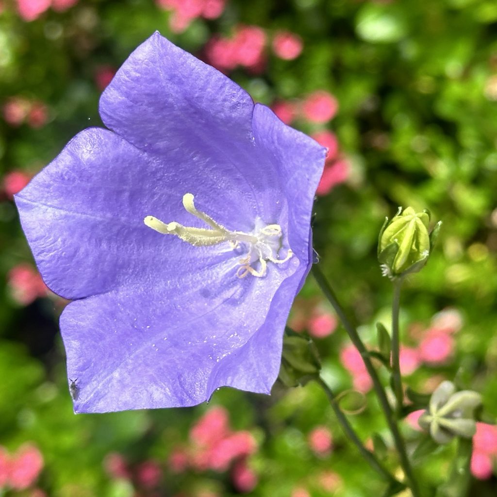 Purple flower