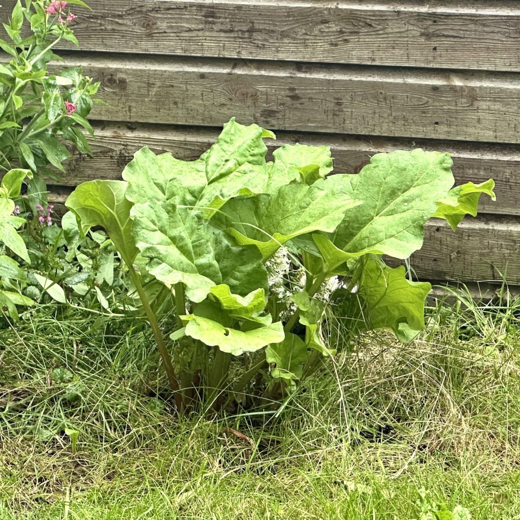 Rhubarb