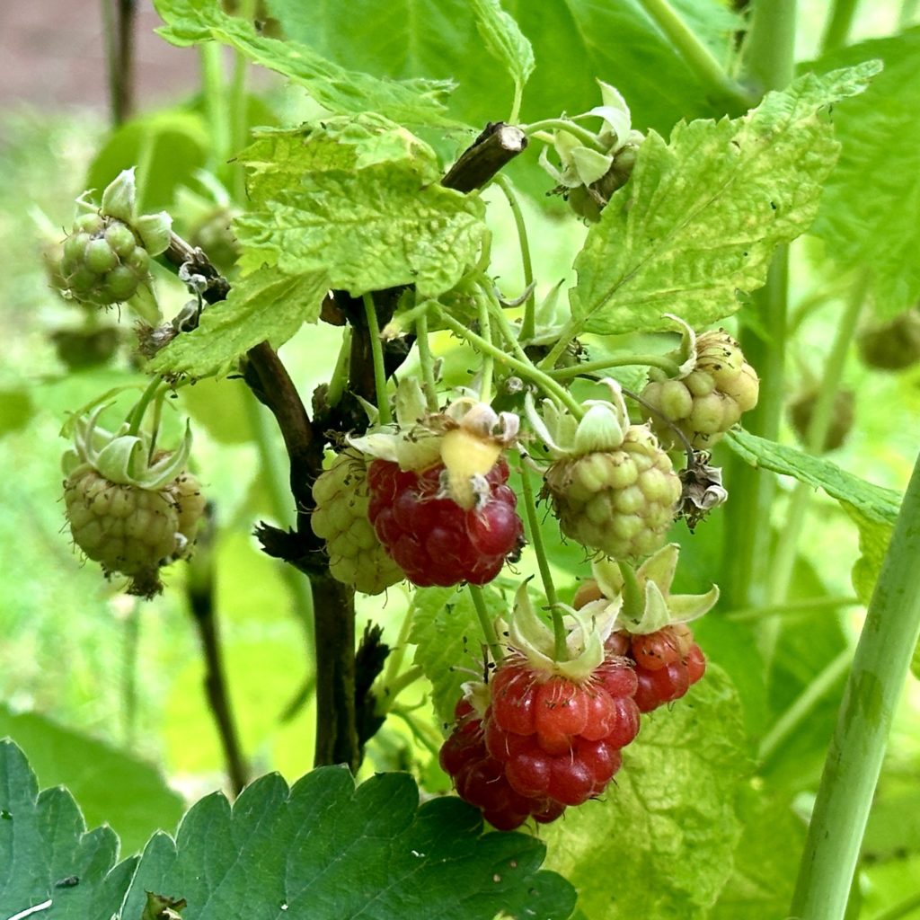 Raspberries