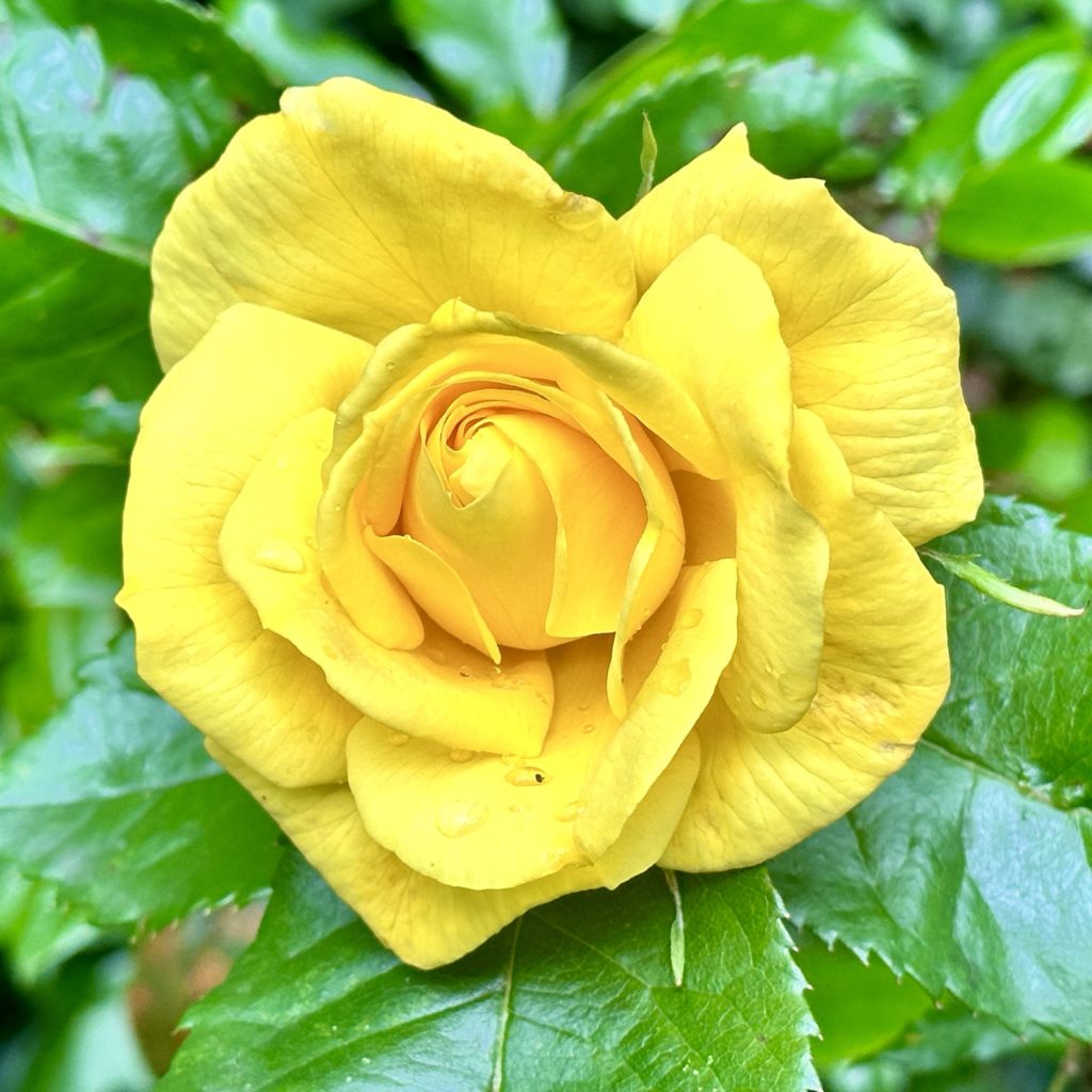 Yellow rose​