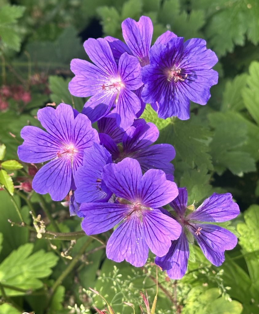 Purple flowers