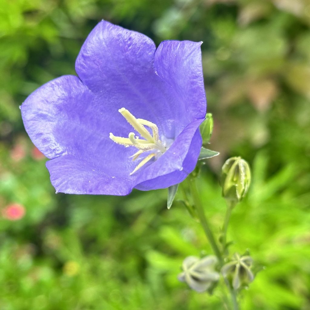 Purple flower