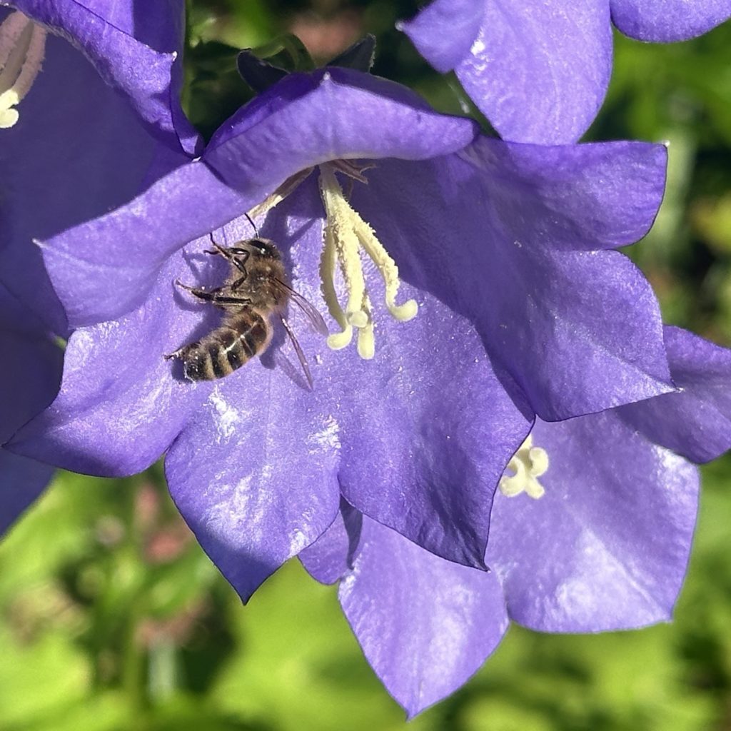 Bee at Work​