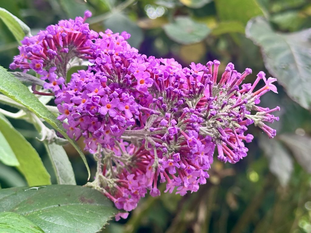 Buddleia