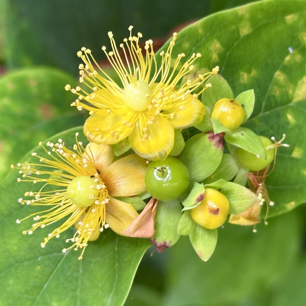 Yellow flower