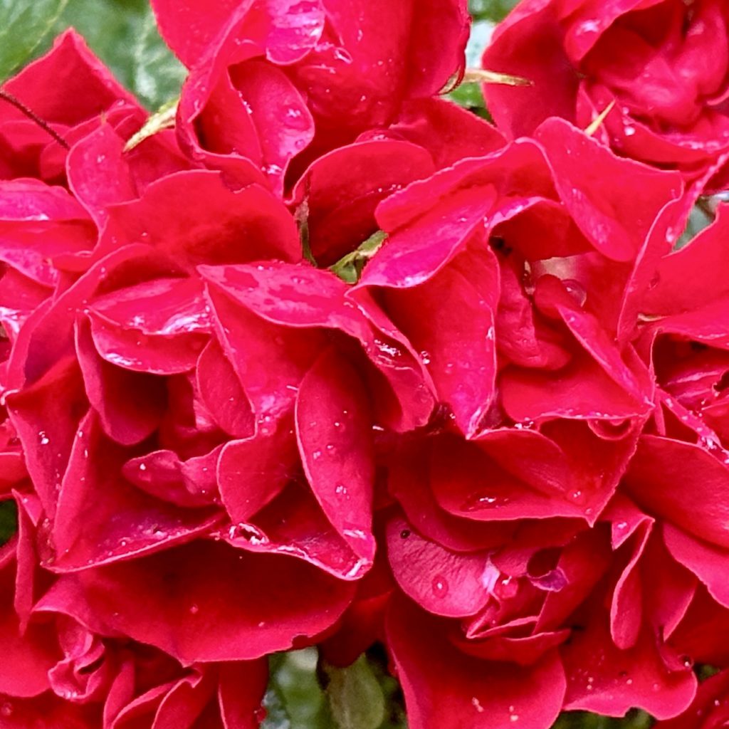 Red roses​