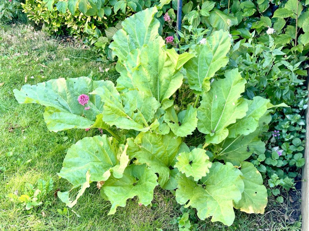 second crop of rhubarb