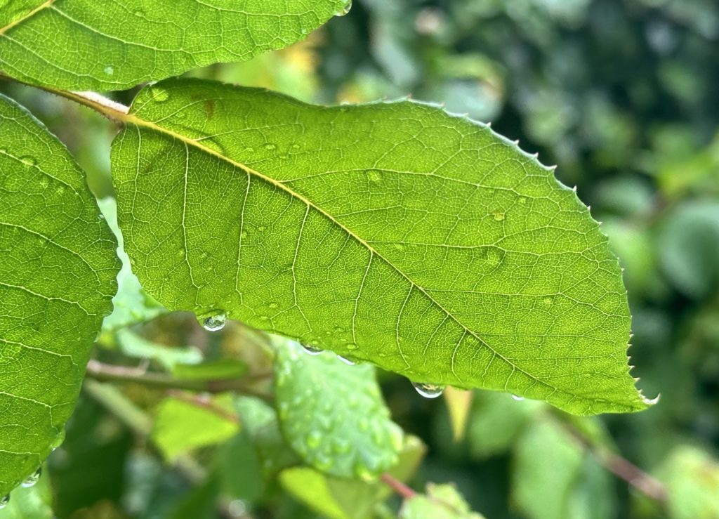 Rain drops on a leaf