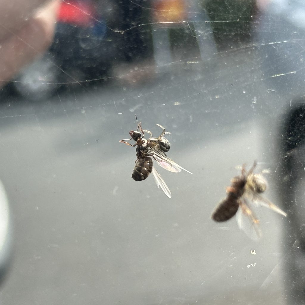 Spider caught a flying ant