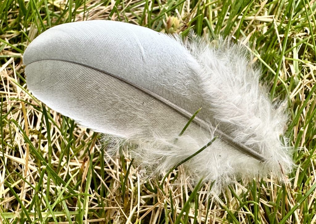 Feather