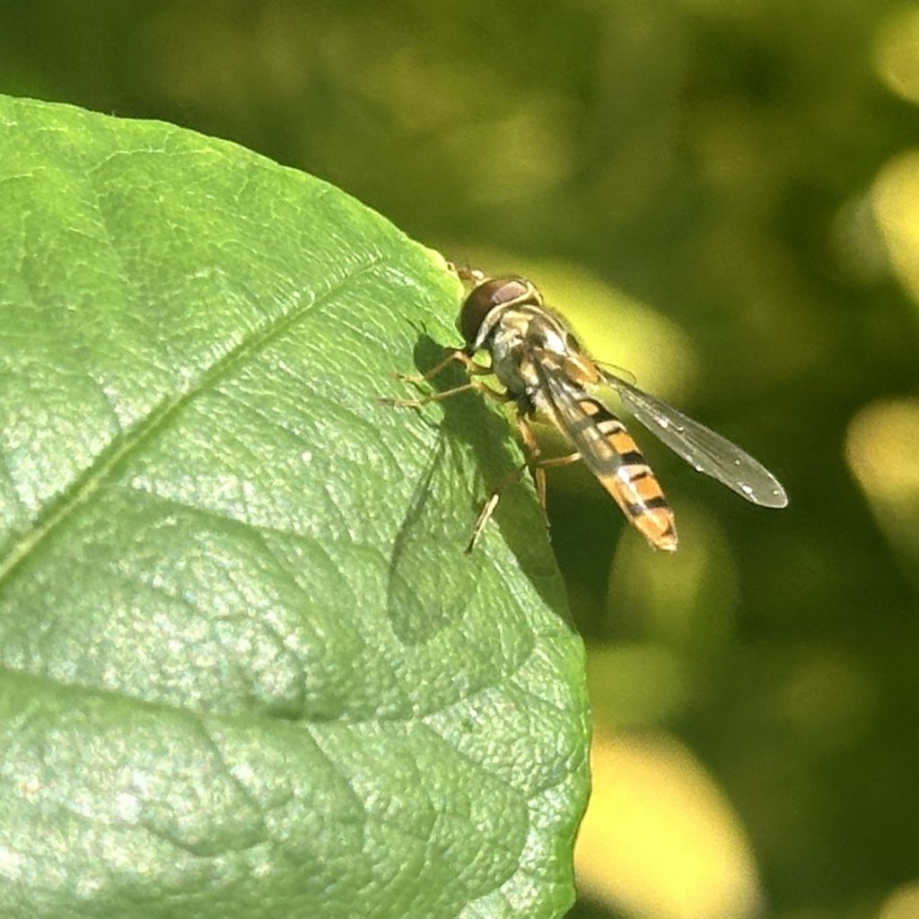 Close-up of a bee