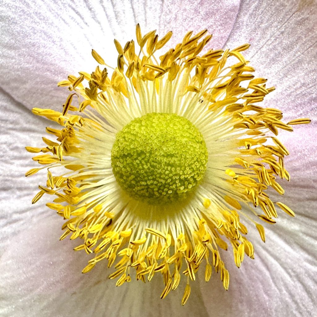 Centre of a flower