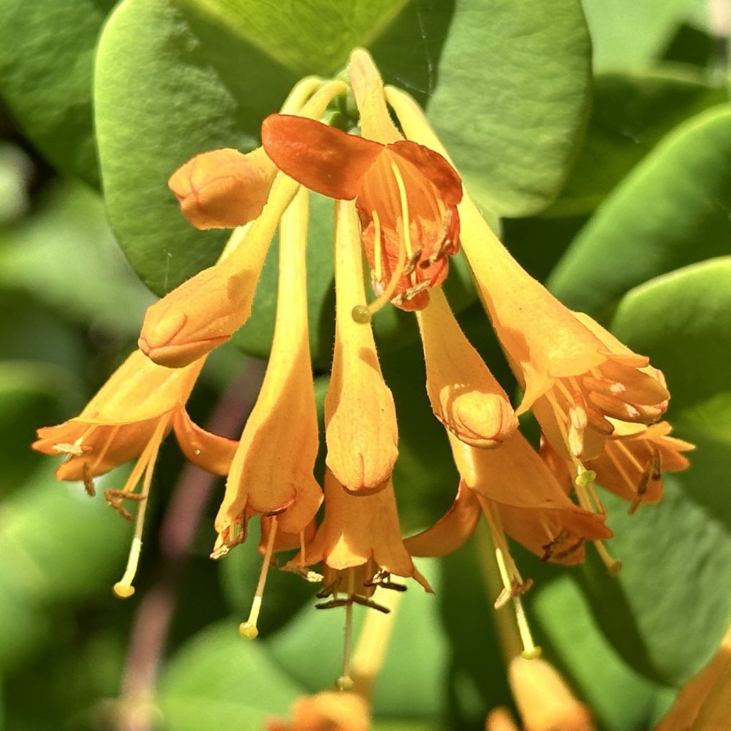 Orange flowers